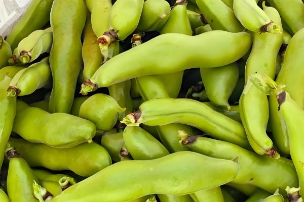 蚕豆的产地，大多数省份都有分布