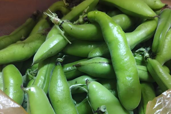 蚕豆的产地，大多数省份都有分布