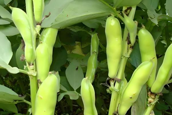 蚕豆的产地，大多数省份都有分布