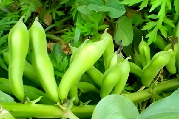 蚕豆的产地，大多数省份都有分布