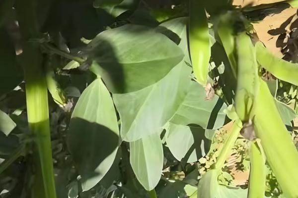 蚕豆的产地，大多数省份都有分布