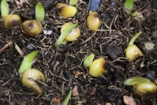 君子兰怎么播种，暴晒消毒后再撒播