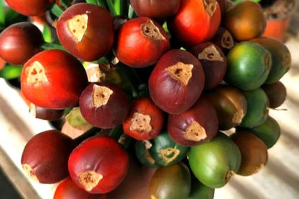 君子兰怎么播种，暴晒消毒后再撒播