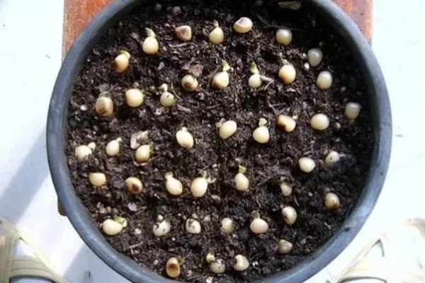 君子兰怎么播种，暴晒消毒后再撒播