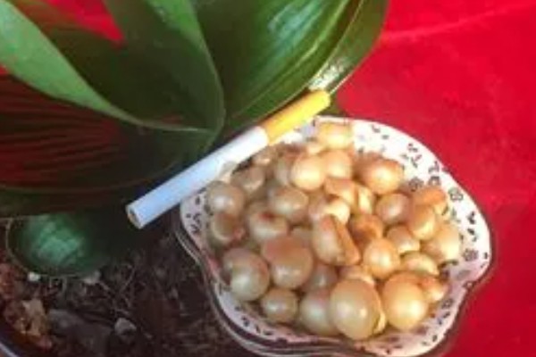 君子兰怎么播种，暴晒消毒后再撒播