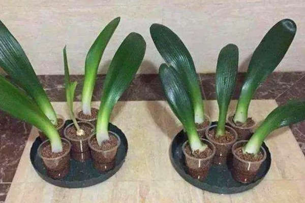 君子兰怎么播种，暴晒消毒后再撒播