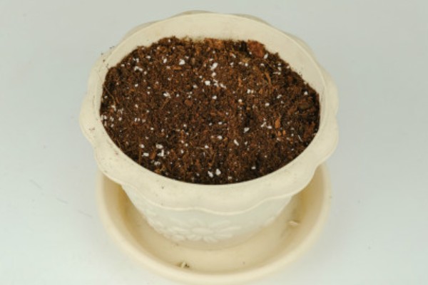 君子兰怎么播种，暴晒消毒后再撒播