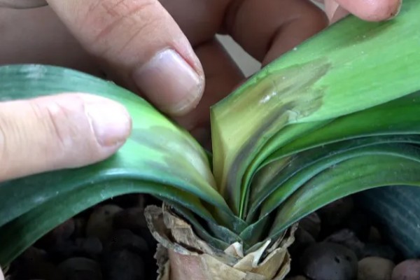 君子兰怎么播种，暴晒消毒后再撒播