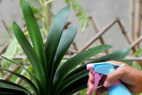 君子兰怎么播种，暴晒消毒后再撒播