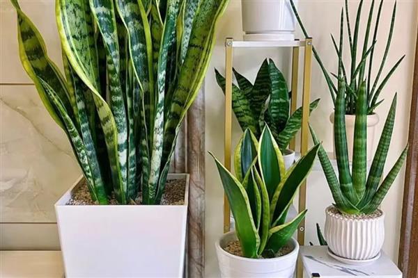 养虎皮兰的方法，生长盛期每个月追肥一次