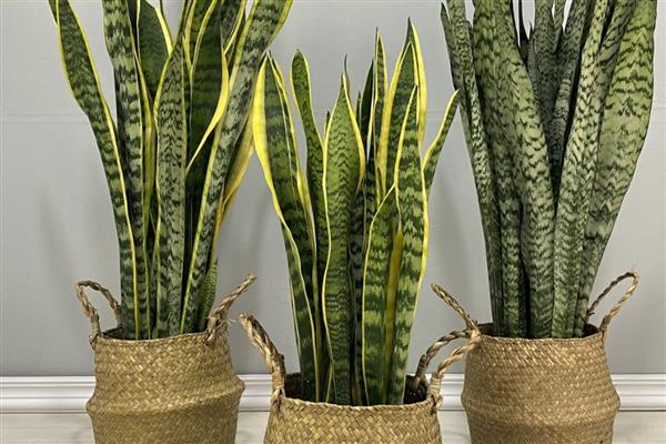 养虎皮兰的方法，生长盛期每个月追肥一次