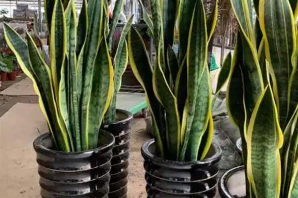 养虎皮兰的方法，生长盛期每个月追肥一次