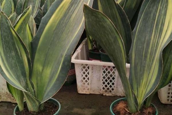 养虎皮兰的方法，生长盛期每个月追肥一次