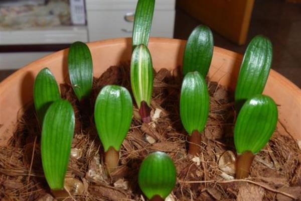 养虎皮兰的方法，生长盛期每个月追肥一次