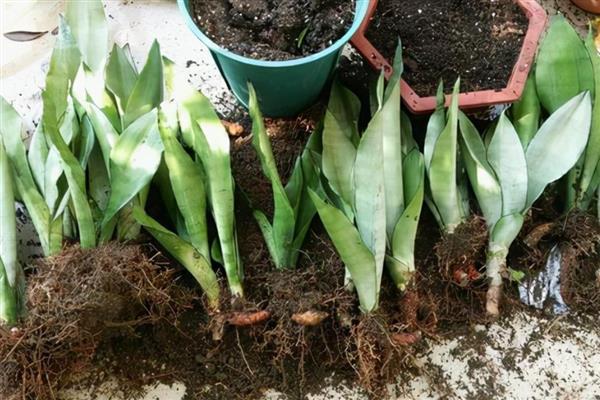 养虎皮兰的方法，生长盛期每个月追肥一次