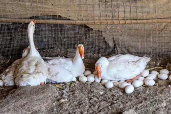 养殖鹅一只鹅的成本,放养的话其成本大约为23.75元