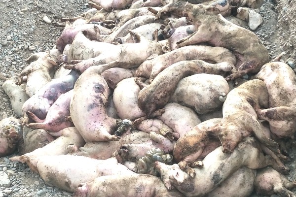 常见的仔猪死亡原因,主要有以下4个方面