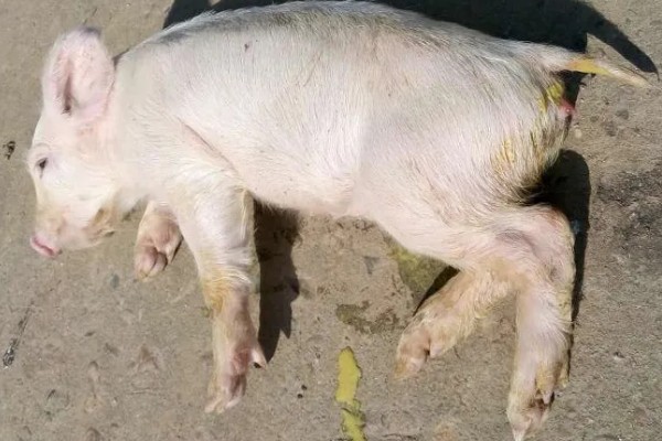 常见的仔猪死亡原因,主要有以下4个方面