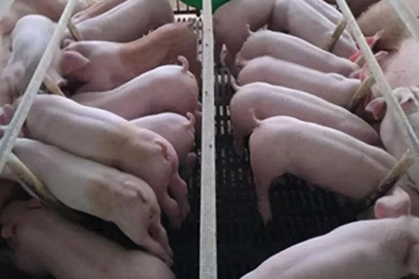 常见的仔猪死亡原因,主要有以下4个方面