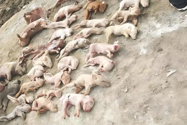 常见的仔猪死亡原因,主要有以下4个方面