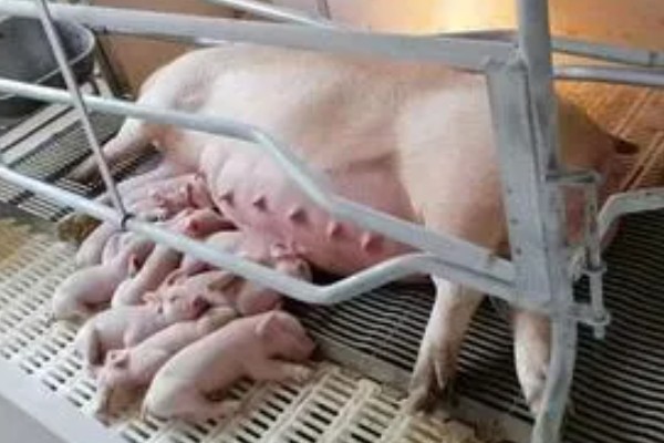 常见的仔猪死亡原因,主要有以下4个方面
