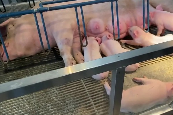 常见的仔猪死亡原因,主要有以下4个方面