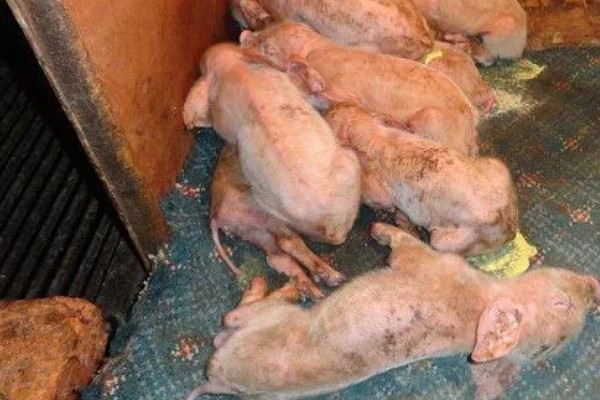 常见的仔猪死亡原因,主要有以下4个方面