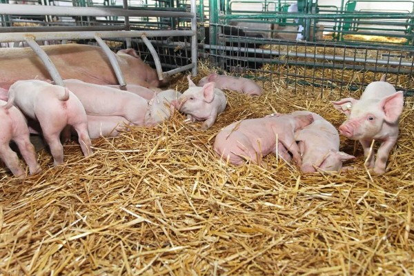 常见的仔猪死亡原因,主要有以下4个方面