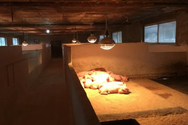 常见的仔猪死亡原因,主要有以下4个方面