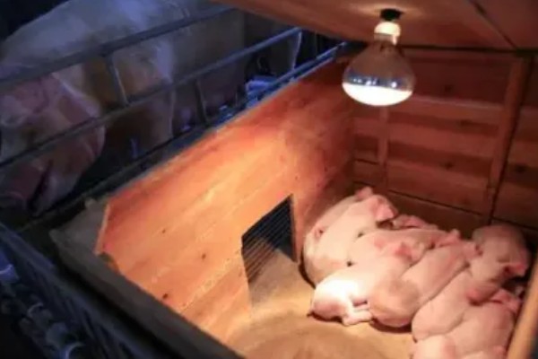 常见的仔猪死亡原因,主要有以下4个方面
