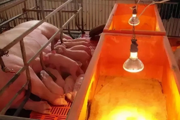 常见的仔猪死亡原因,主要有以下4个方面