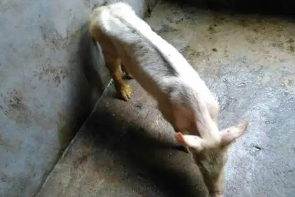 常见的仔猪死亡原因,主要有以下4个方面