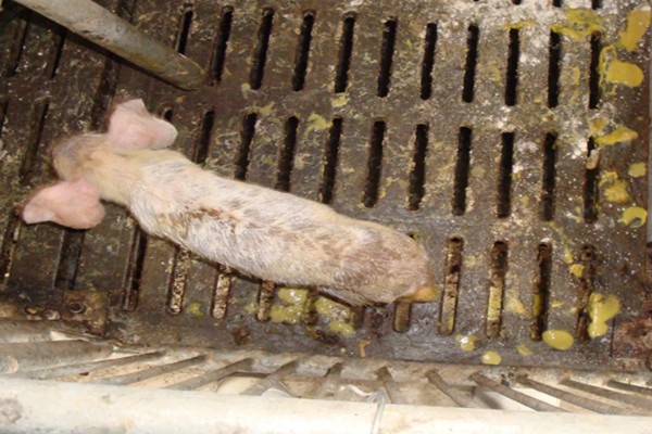 常见的仔猪死亡原因,主要有以下4个方面