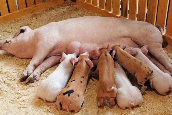 常见的仔猪死亡原因,主要有以下4个方面