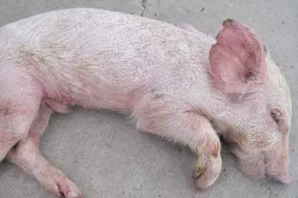 常见的仔猪死亡原因,主要有以下4个方面
