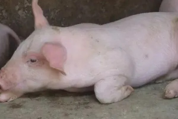 常见的仔猪死亡原因,主要有以下4个方面