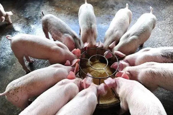 常见的仔猪死亡原因,主要有以下4个方面