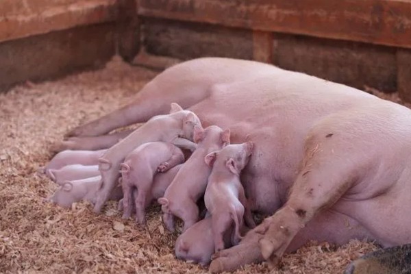 常见的仔猪死亡原因,主要有以下4个方面