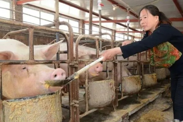 常见的仔猪死亡原因,主要有以下4个方面