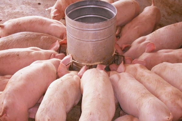 常见的仔猪死亡原因,主要有以下4个方面