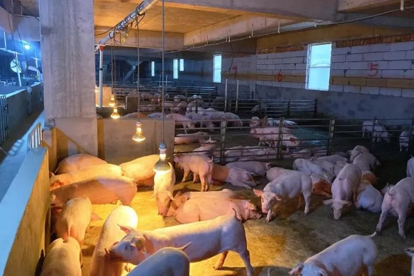 常见的仔猪死亡原因,主要有以下4个方面