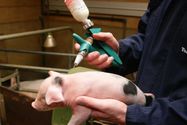 常见的仔猪死亡原因,主要有以下4个方面