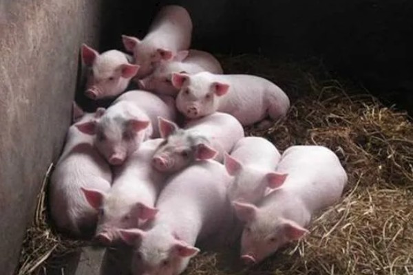 常见的仔猪死亡原因,主要有以下4个方面