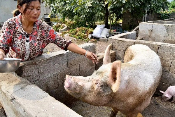 常见的仔猪死亡原因,主要有以下4个方面