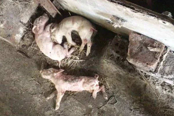 常见的仔猪死亡原因,主要有以下4个方面