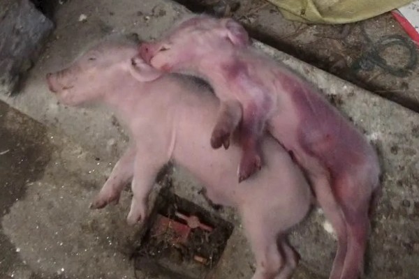 常见的仔猪死亡原因,主要有以下4个方面