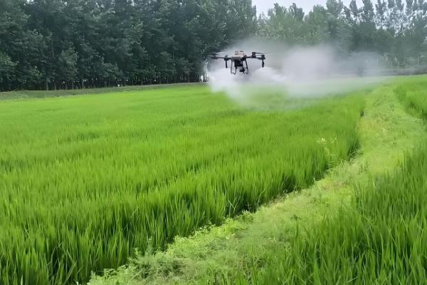 用什么药防治水稻二化螟，杀螟松、三唑磷等药物效果好