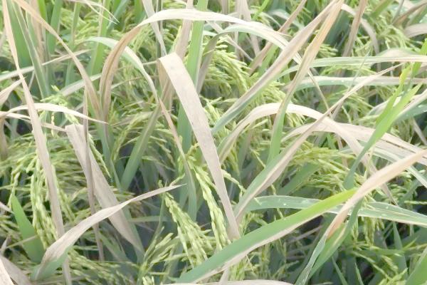 用什么药防治水稻二化螟，杀螟松、三唑磷等药物效果好