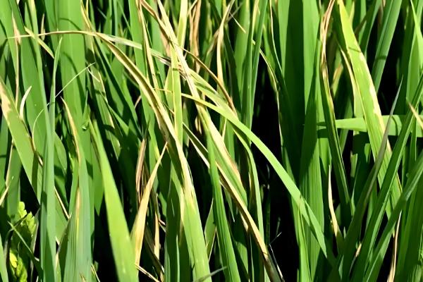 用什么药防治水稻二化螟，杀螟松、三唑磷等药物效果好