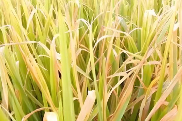 用什么药防治水稻二化螟，杀螟松、三唑磷等药物效果好